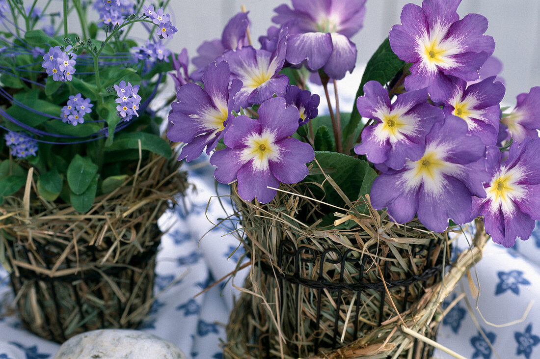 Primula acaulis (Kissenprimel), Myosotis (Vergißmeinnicht)