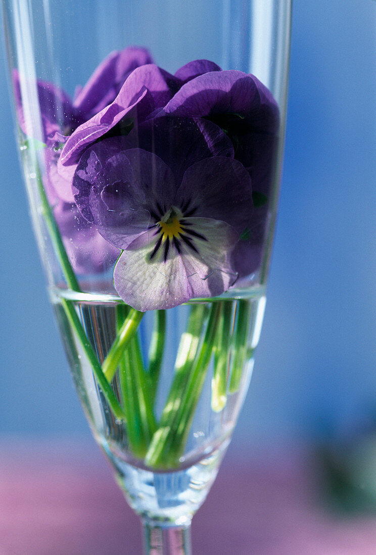 Viola wittrockiana (Stiefmütterchen im Sektglas)