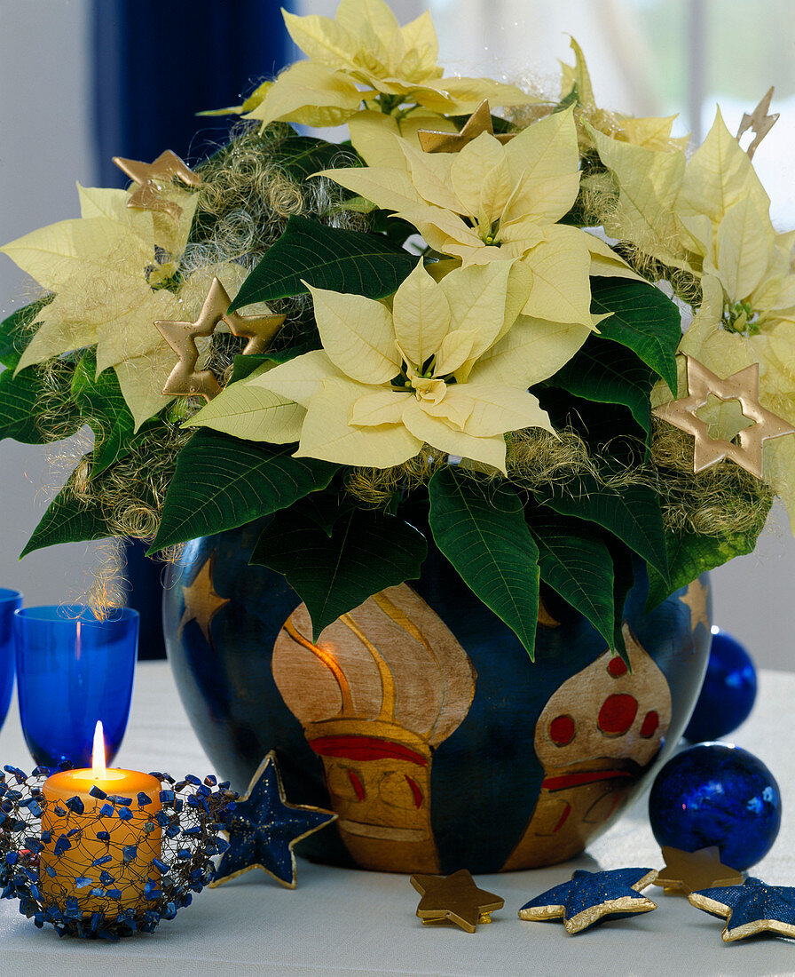 Euphorbia pulcherrima (Poinsettia, lantern made of wire art with lapis stones)