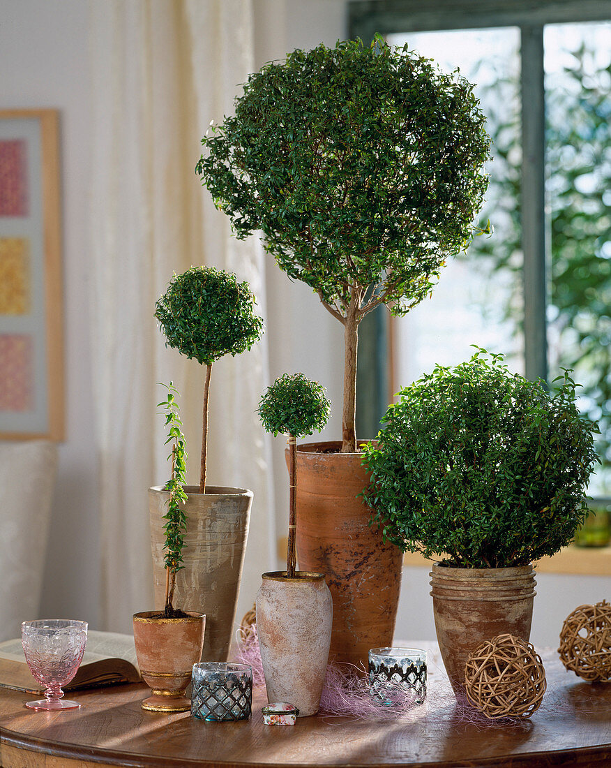 Myrtus communis, various home-grown myrtle stems