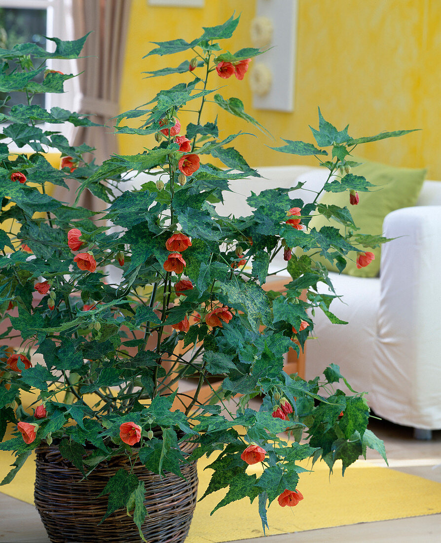 Abutilon pictum (beautiful mallow)