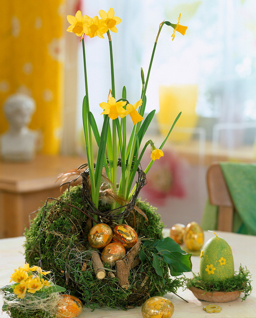 Osternest aus Moos gefüllt mit Narcissus (Narzissen)