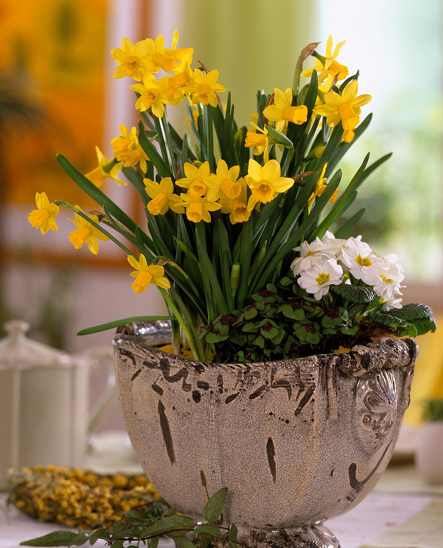 Narcissus 'Tete a Tete' (daffodil), Primula acaulis (primrose), Oxalis (clover)