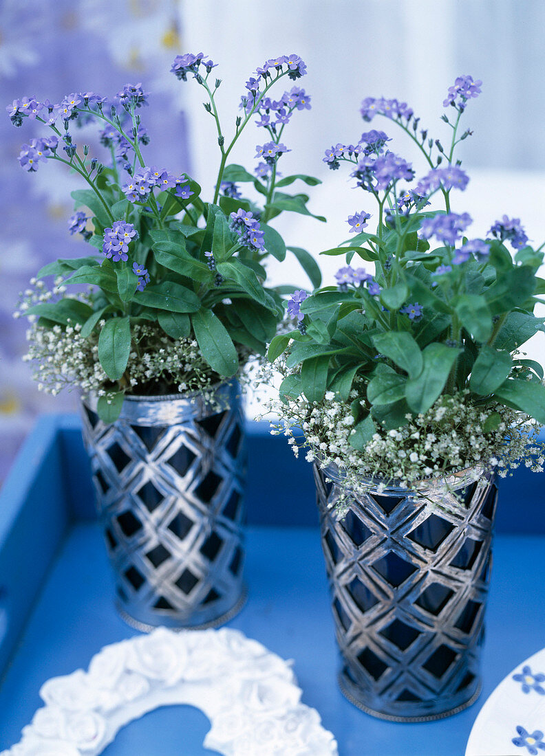 Myosotis sylvatica 'Compindi' (Forget-me-not in silver)