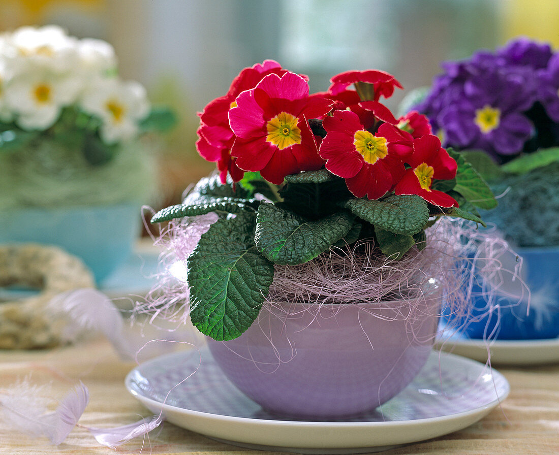 Primula acaulis (cushion primrose) in a coffee cup