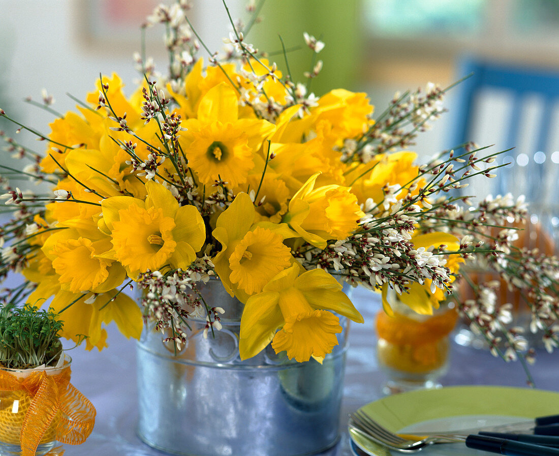 Narcissus hybrid 'Early Sensation', Cytisus