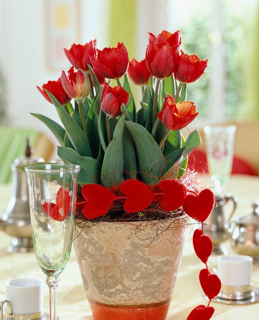 Tulipa hybrid 'Arma' (tulip), chain with velvet hearts