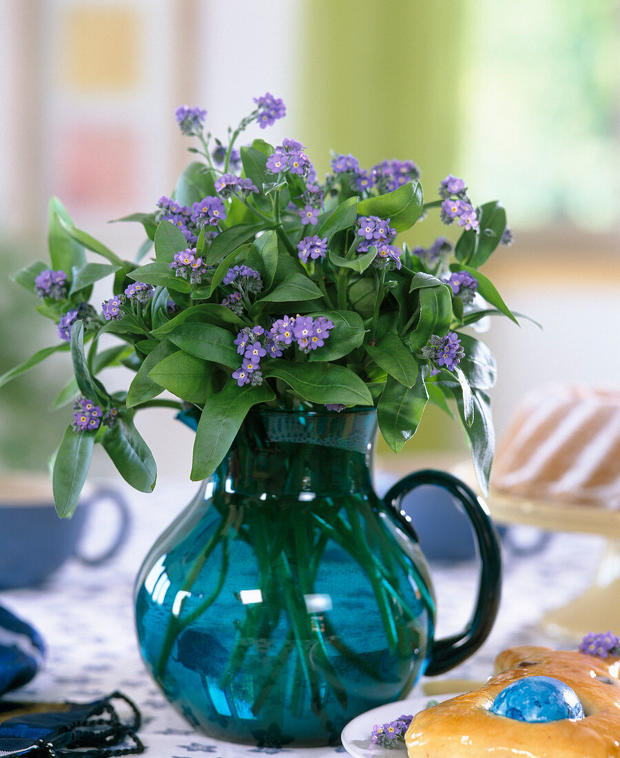 Myosotis sylvatica (Forget-me-not)