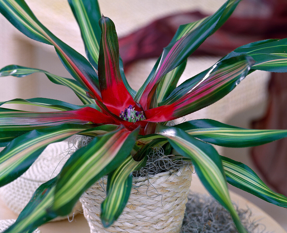 Neoregelia 'Tricolor Perfecta' / Neoregelie