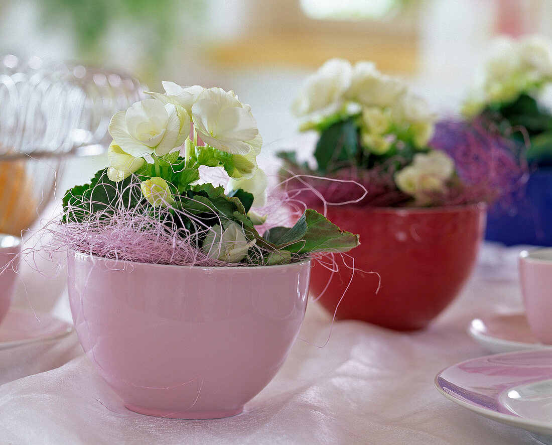 Begonia Elatior hybrid