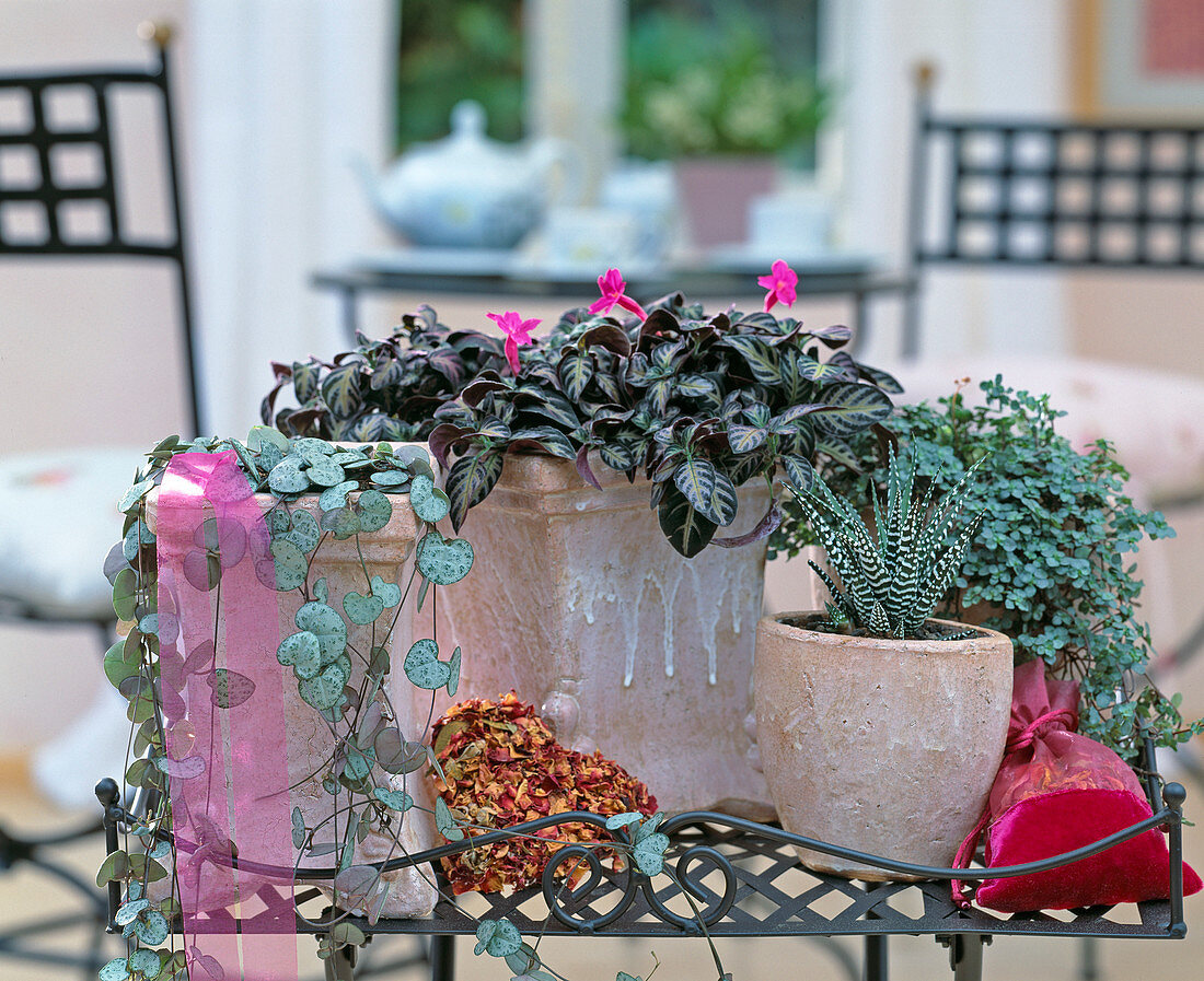 Ceropegia (candlestick flower), Dipteracanthus (ruellia), Pilea