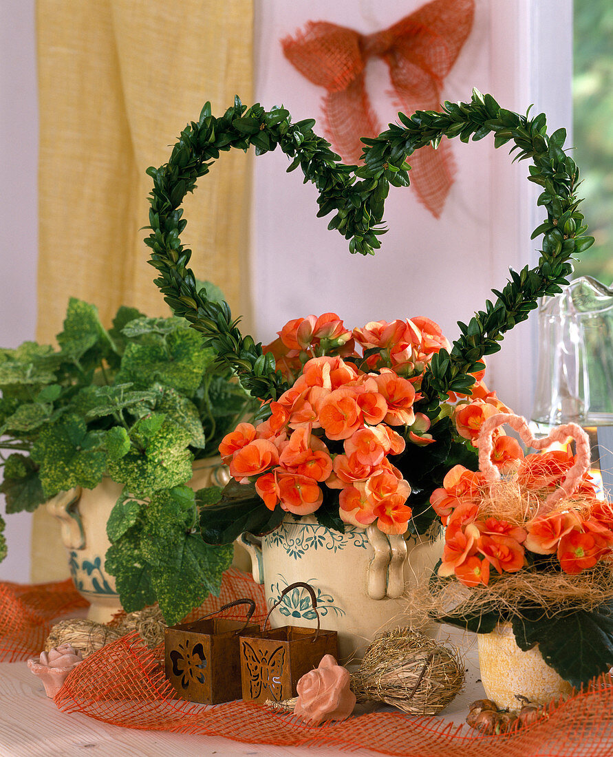 Tolmiea (hen with chicks), Begonia elatior hybrid, wire heart