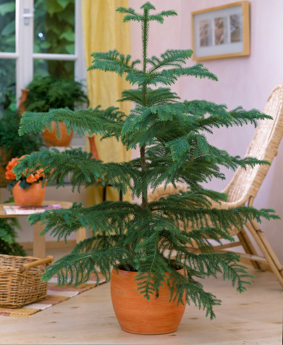 Araucaria heterophylla (Norway spruce)