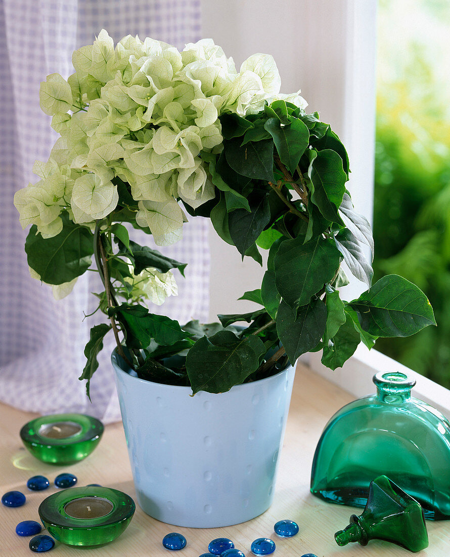 Bougainvillea glabra with white flowers