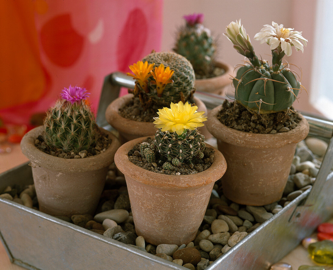 Pink: Gymnocactus viereckii, gelb: Gymnocalycium