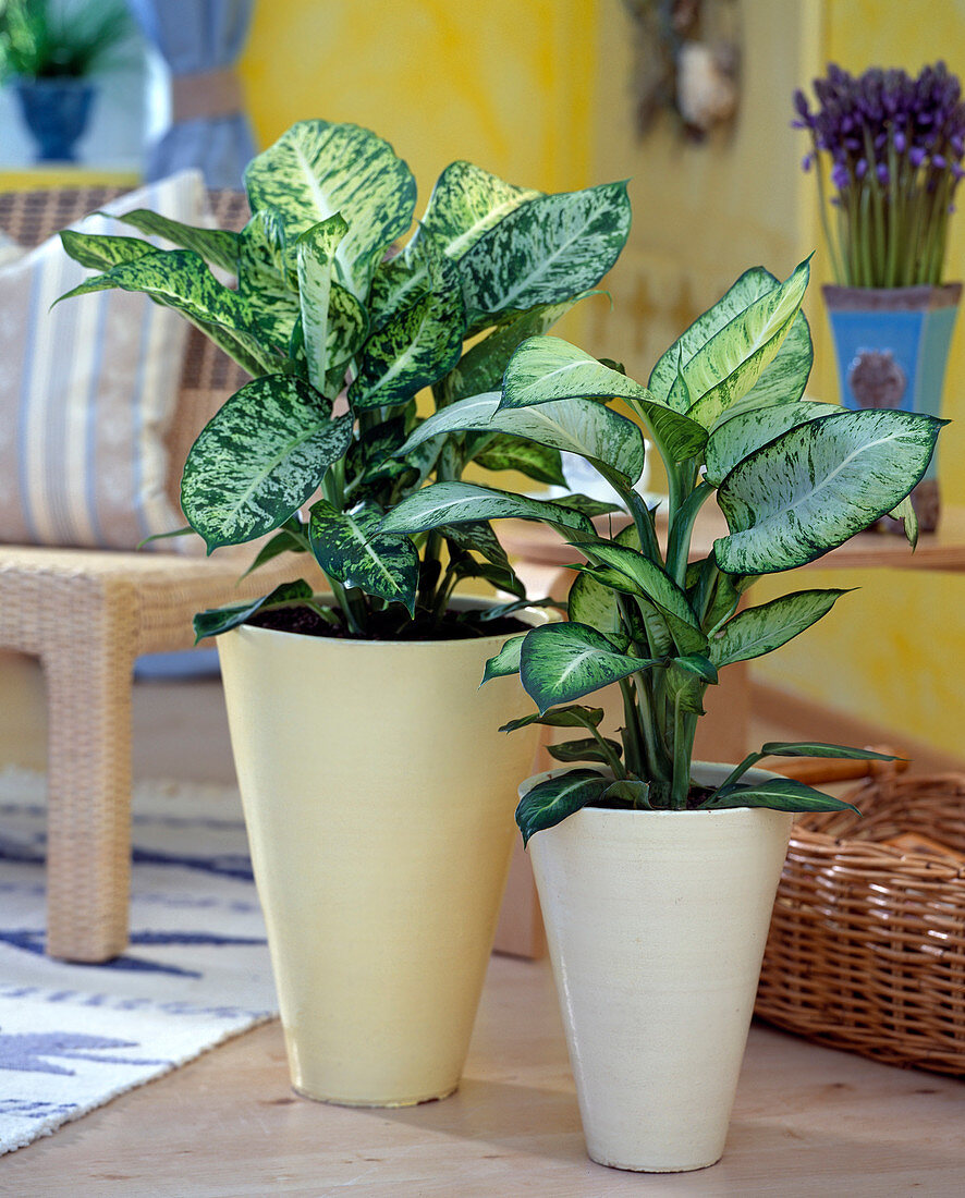 Dieffenbachia hybrid 'Compacta' left, 'Excellent' right