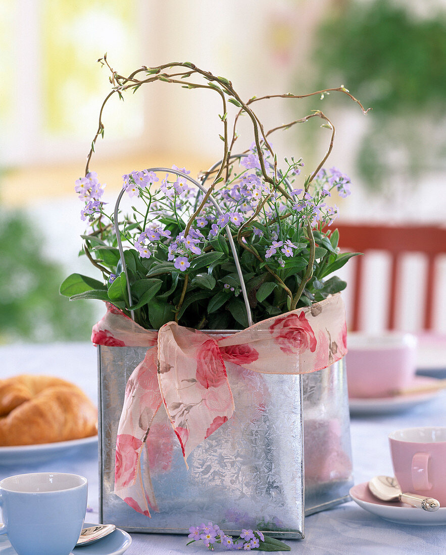 Tin bag as pot with Myosotis sylvatica (forget-me-not)