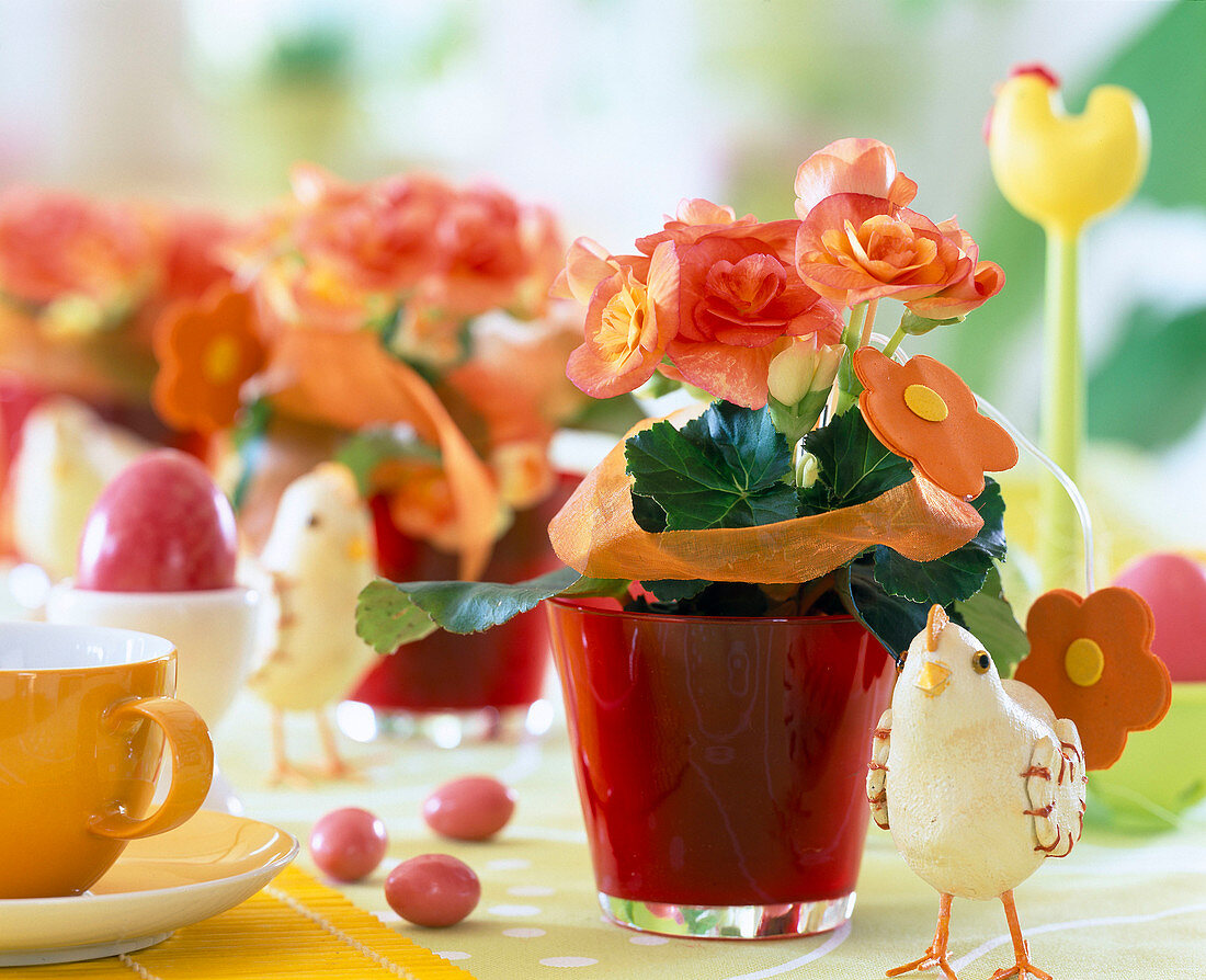 Begonia elatior hybrid