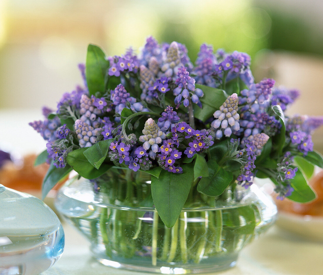 Glasvase mit Muscari (Traubenhyazinthe), Myosotis (Vergißmeinnicht)