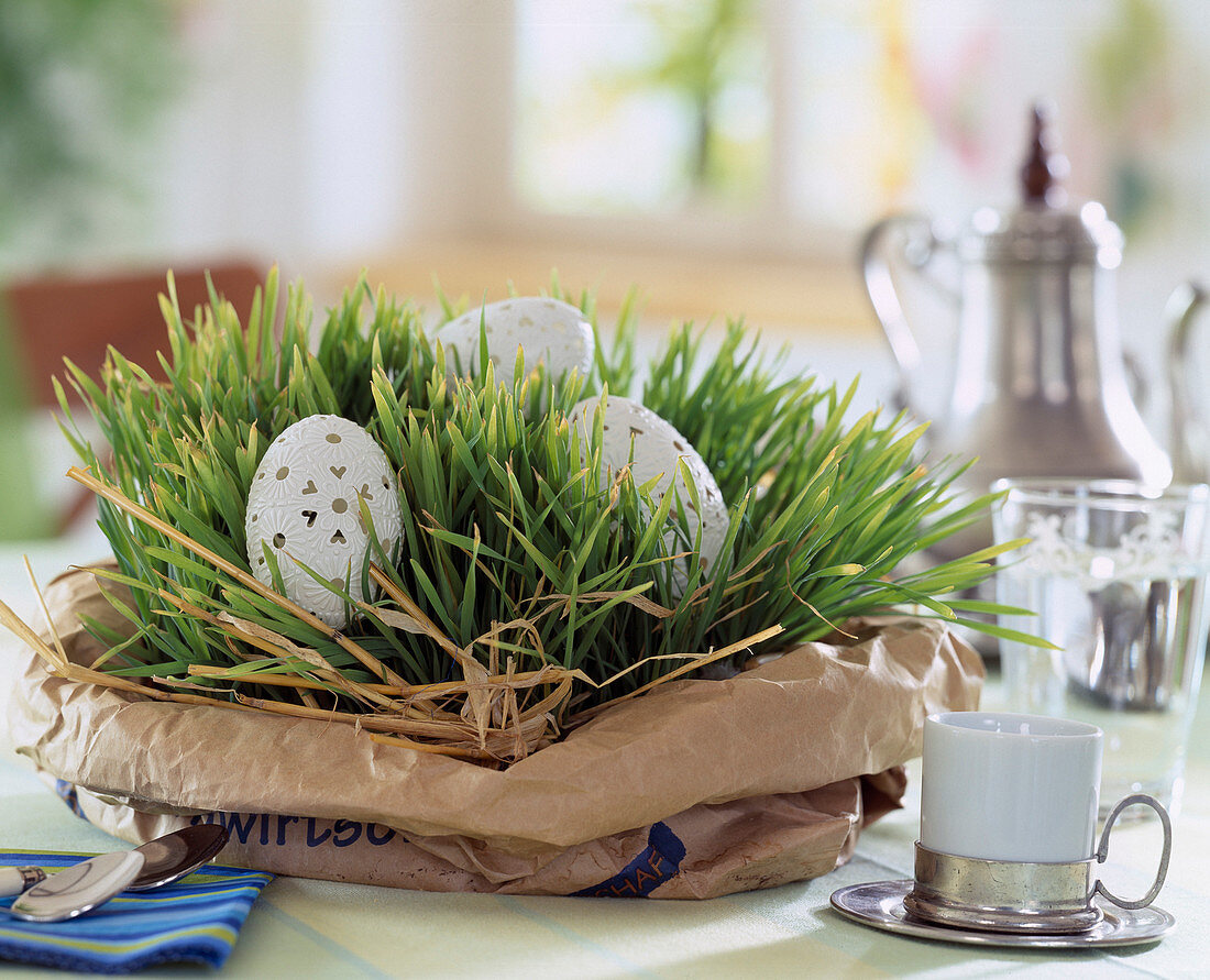 Sown wheatgrass in a cup and paper bag