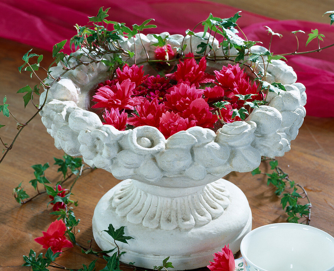 Begonia-elatior-Hybr. begonia flowers in bowl with water