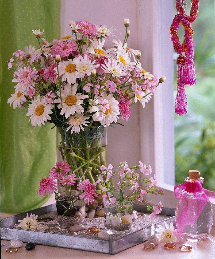 Argyranthemum / Margerite, Saponaria ocymoides / Seifenkraut