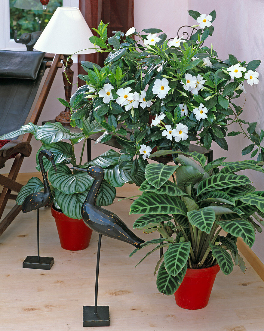 Calathea orbifolia, Calathea zebrina (basket marante), Mandevilla