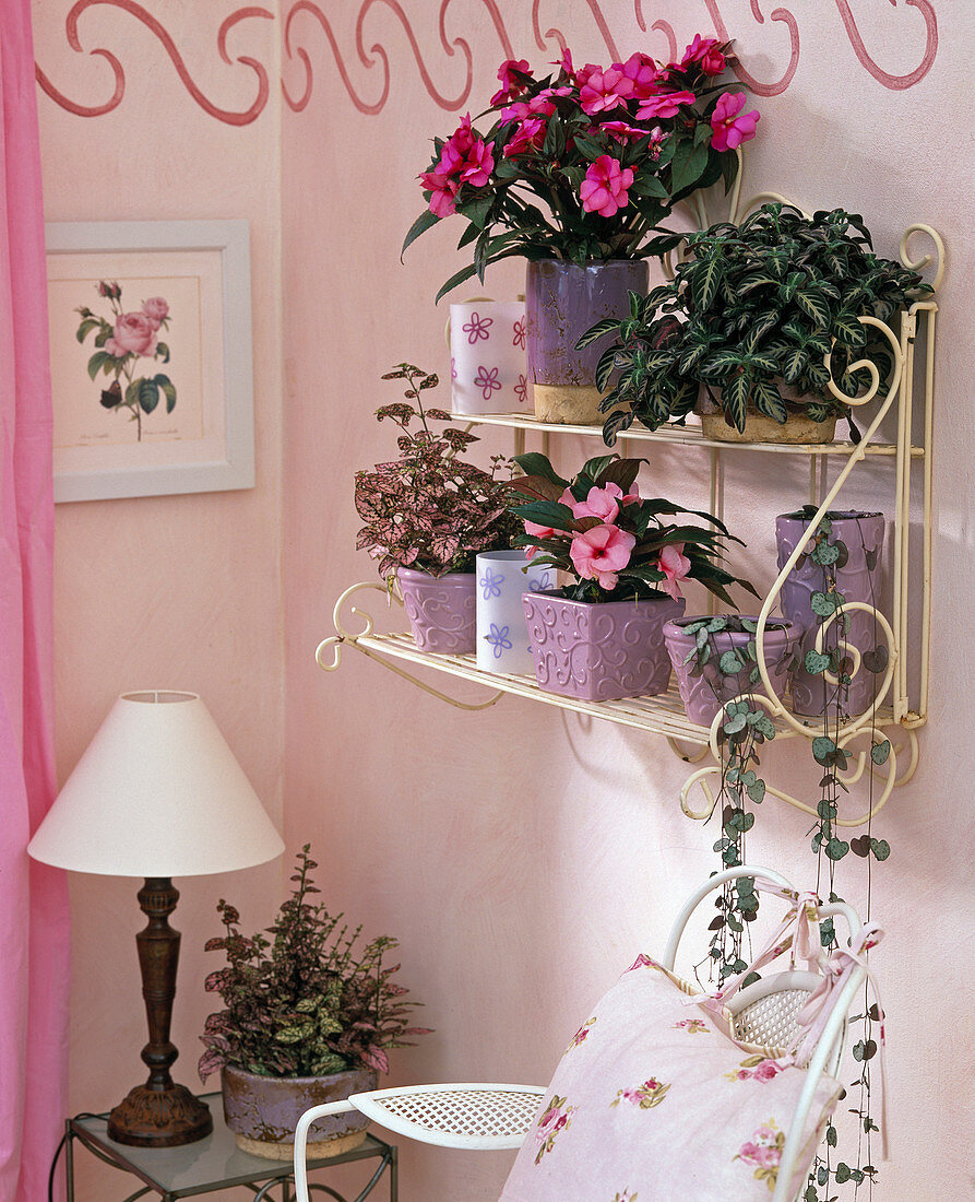 Iron wall shelf with Hypoestes (Polka dot plant), Impatiens