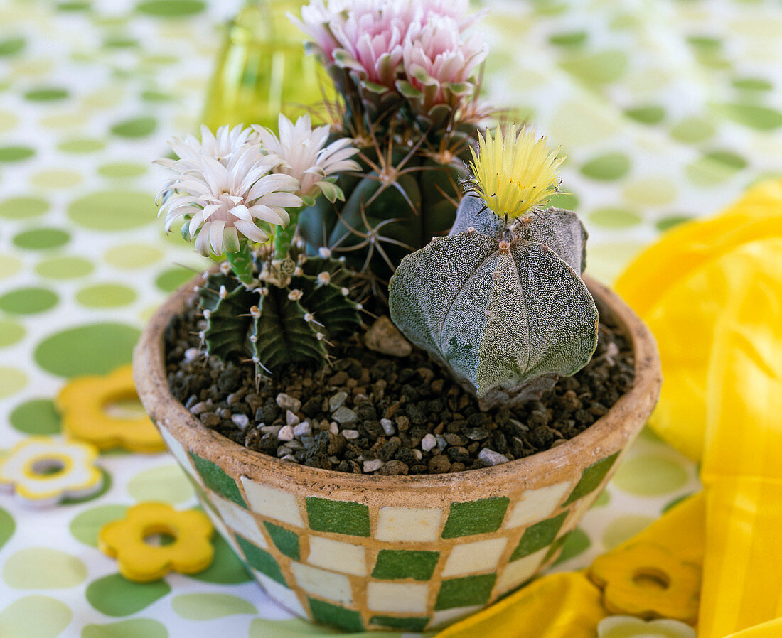 Gymnocalycium moserianum (weiß); Gymnocalycium pflanzii