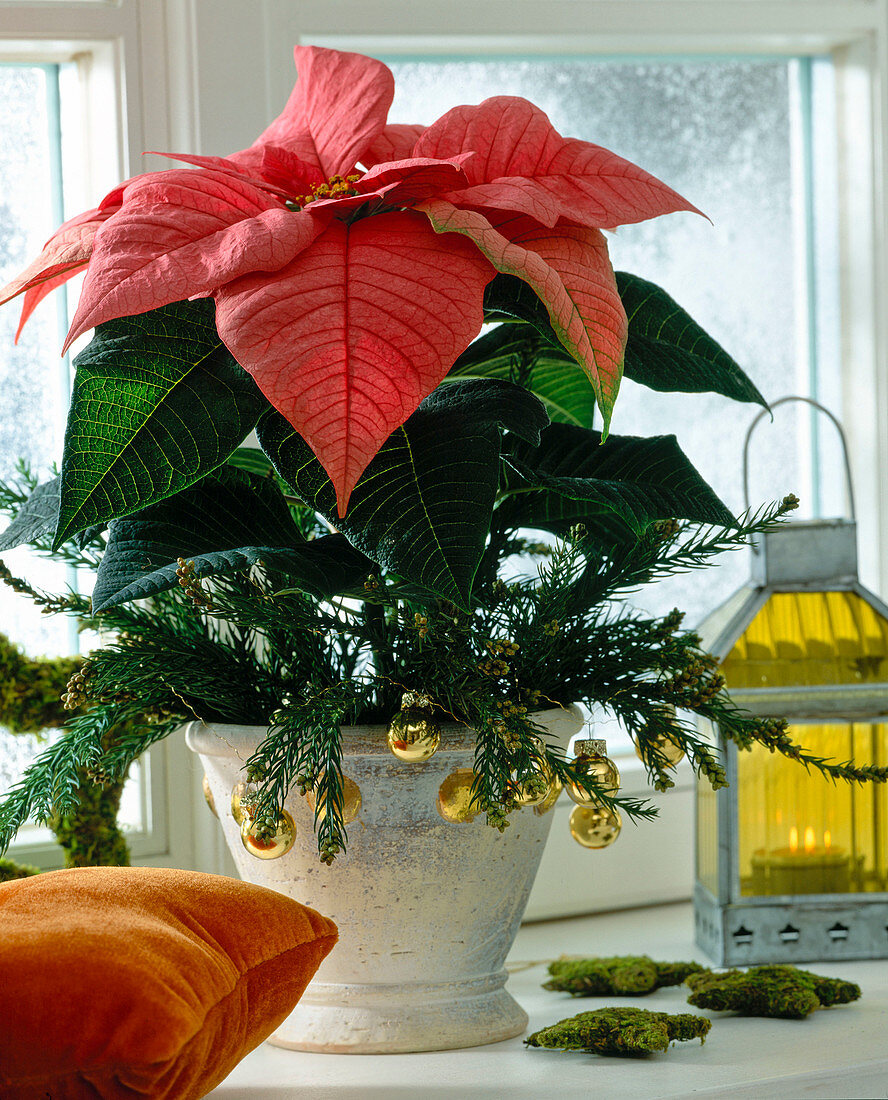 Euphorbia pulcherrima (Poinsettia)