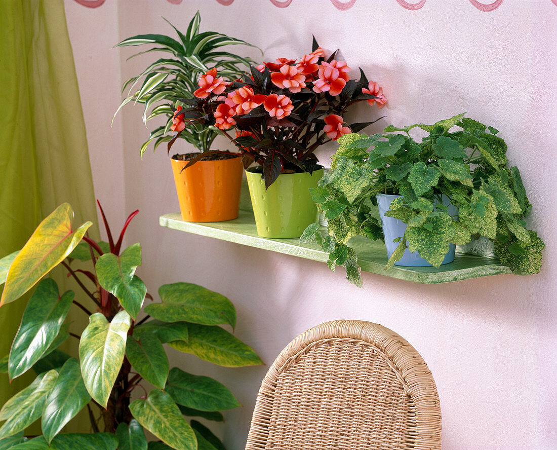 Wall shelf with Dracaena (Dragon tree), Impatiens