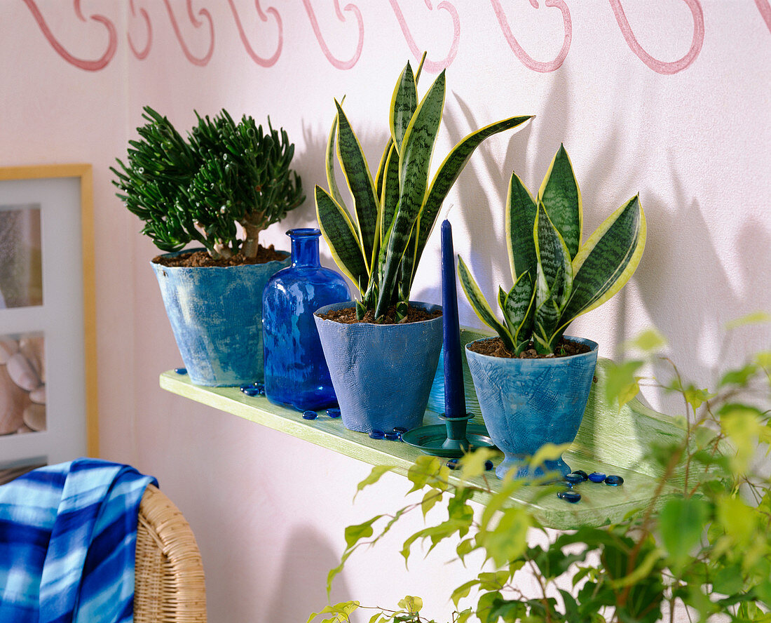 Wall shelf with Crassula 'Golem' (money tree)