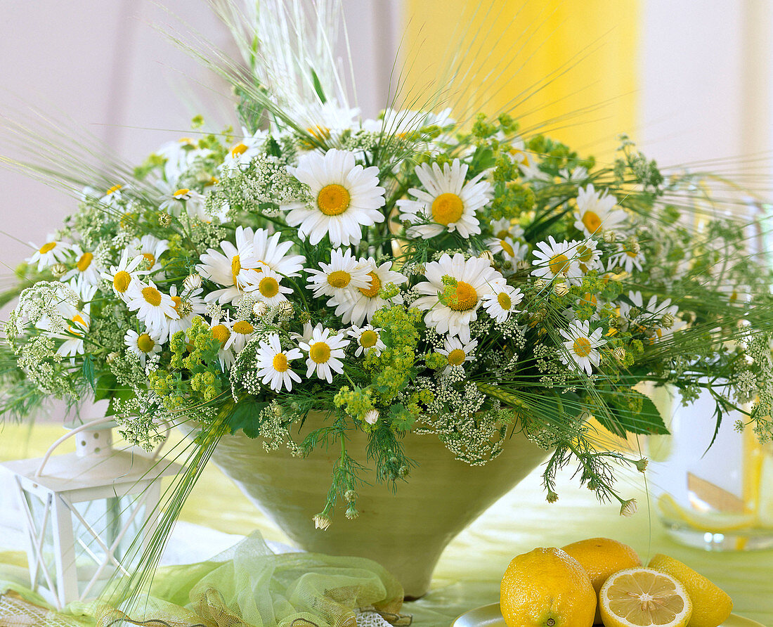 Shell with Argyranthemum (marguerite), grasses, alchemilla