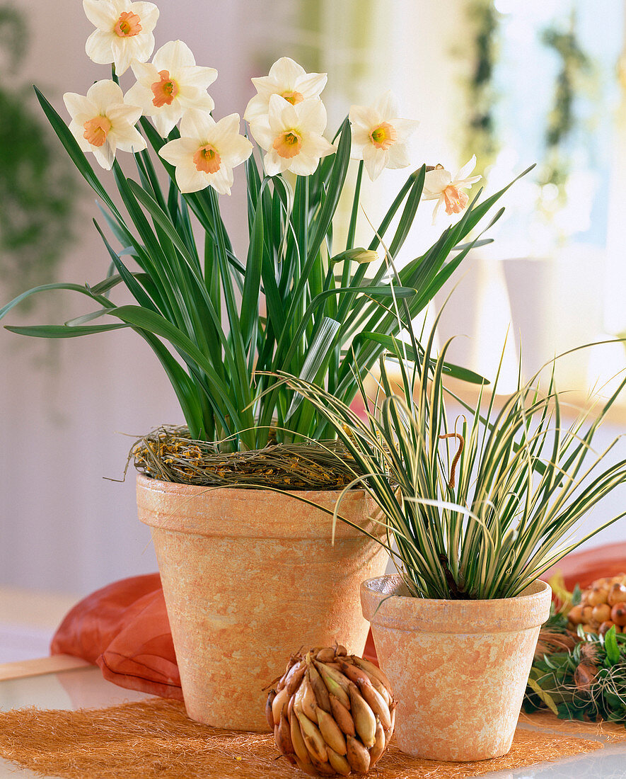Narcissus hybr. 'Salome' (daffodils)