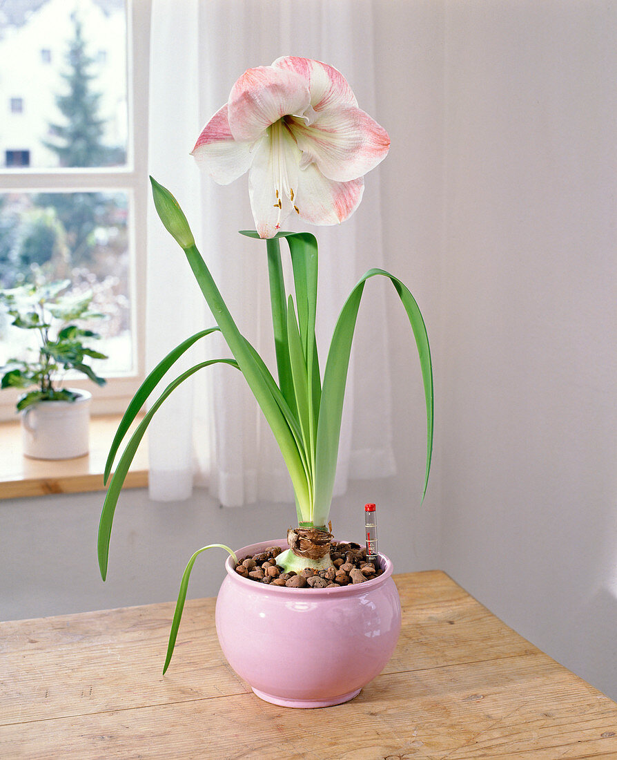 Amaryllis Belladonna