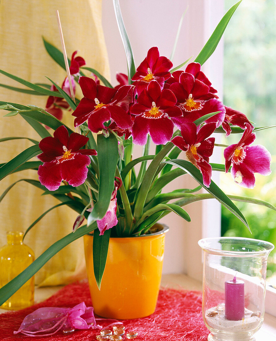 Miltonia hybrids