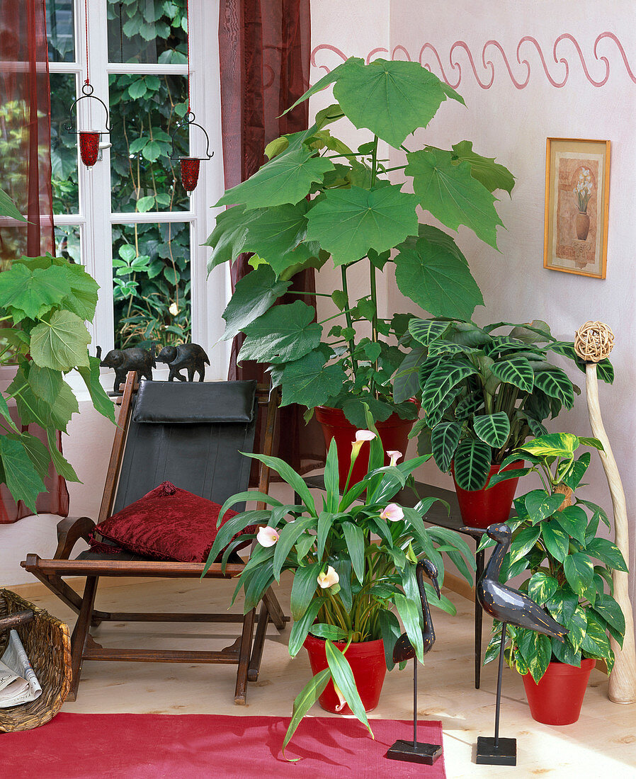 Jungle feeling with Sparmannia (indoor lime), Calathea