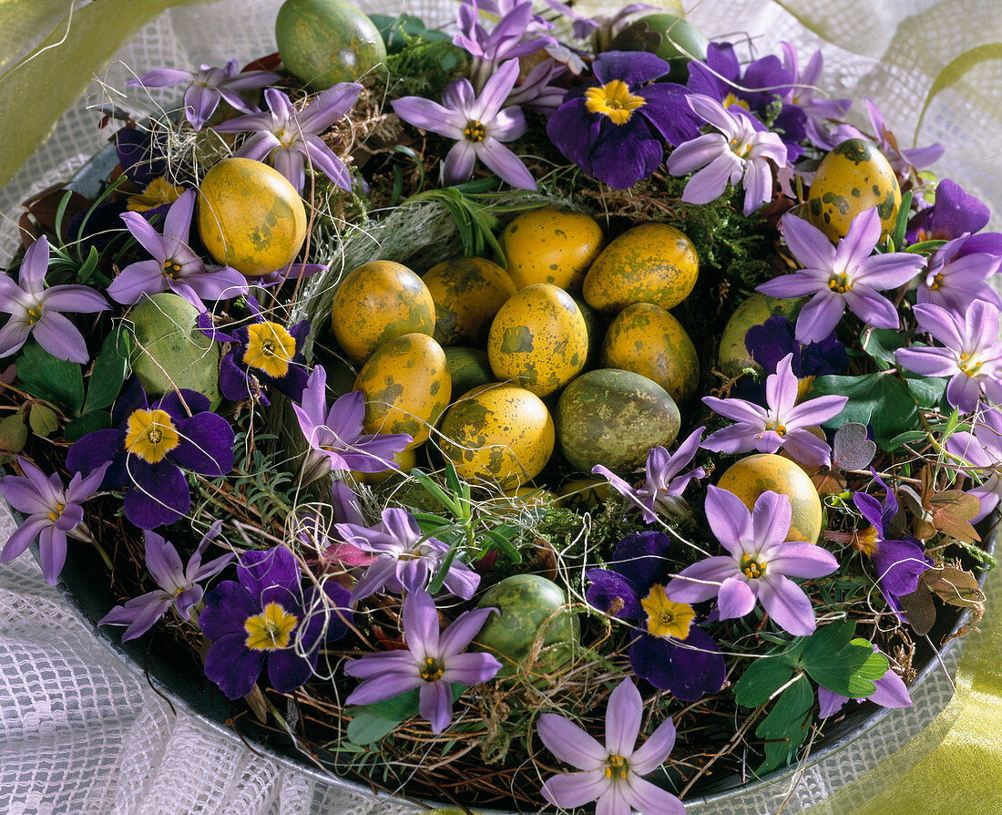 Kranz als Osternest, Steckmasse, Ipheion, Primula, gefärbte Eier