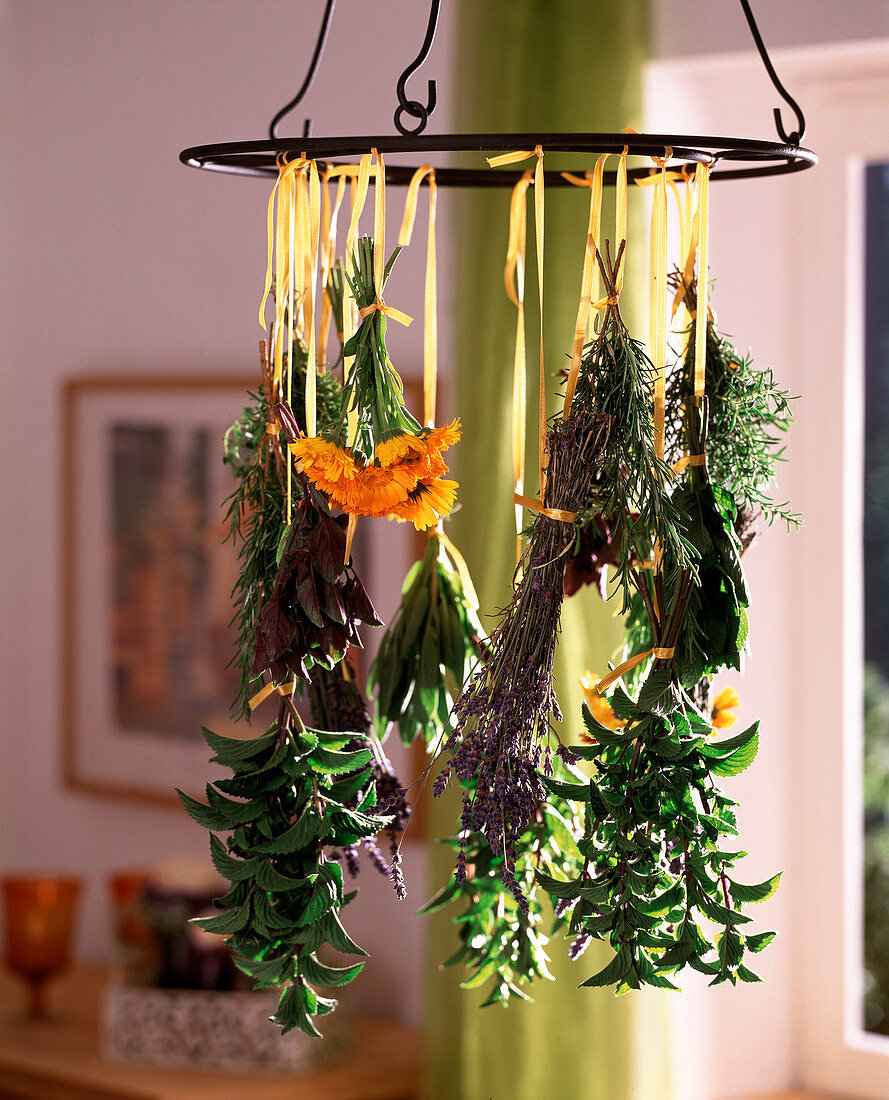 Drying herbs: hanging upside down, calendula, lavandula