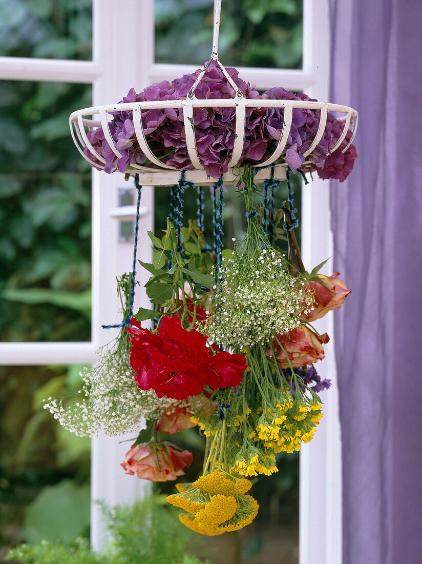 Flower drying, hanging upside down, hydrangea, pink, gypsophi