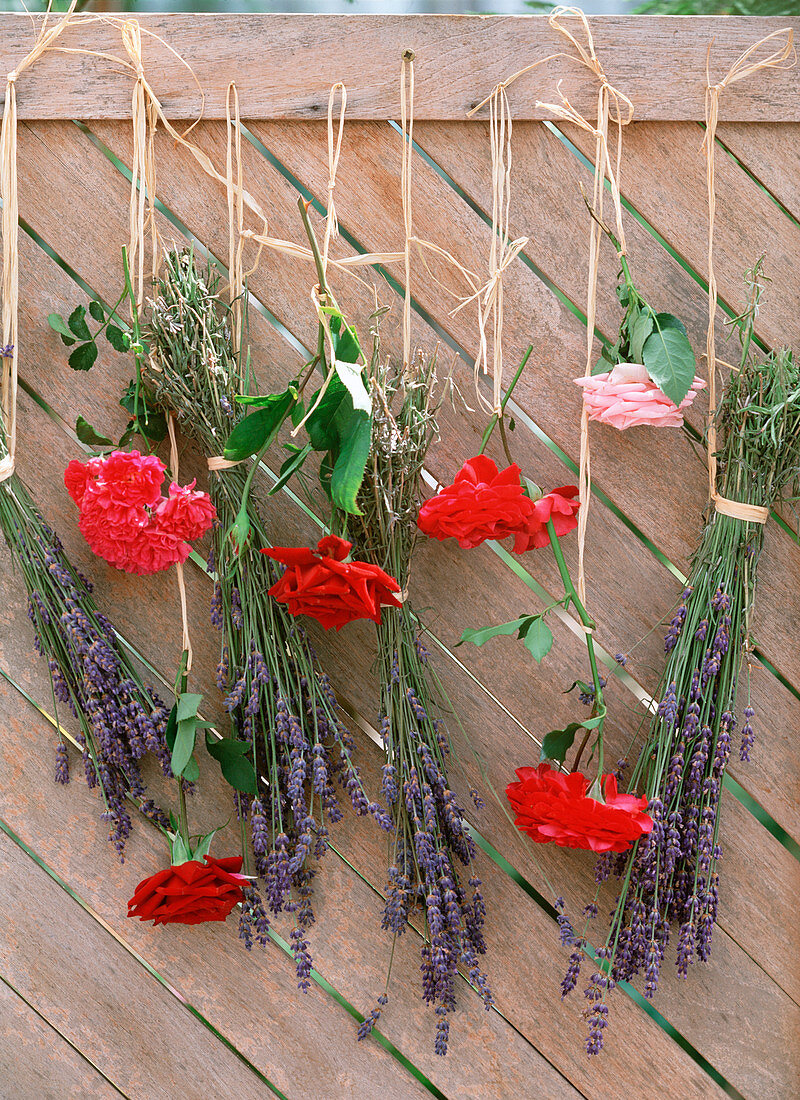 Lavendel und Rosen zum Trocknen kopfüber aufhängen