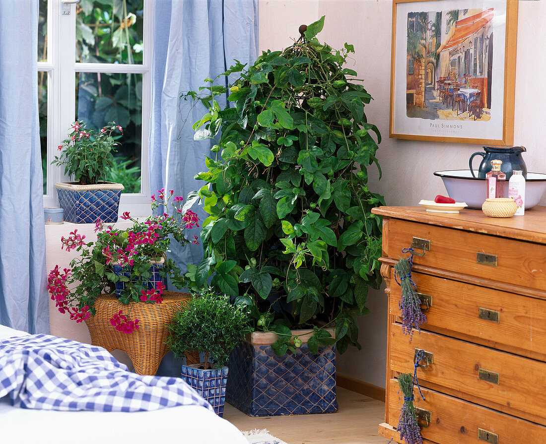 Bedroom with tub plants for the winter