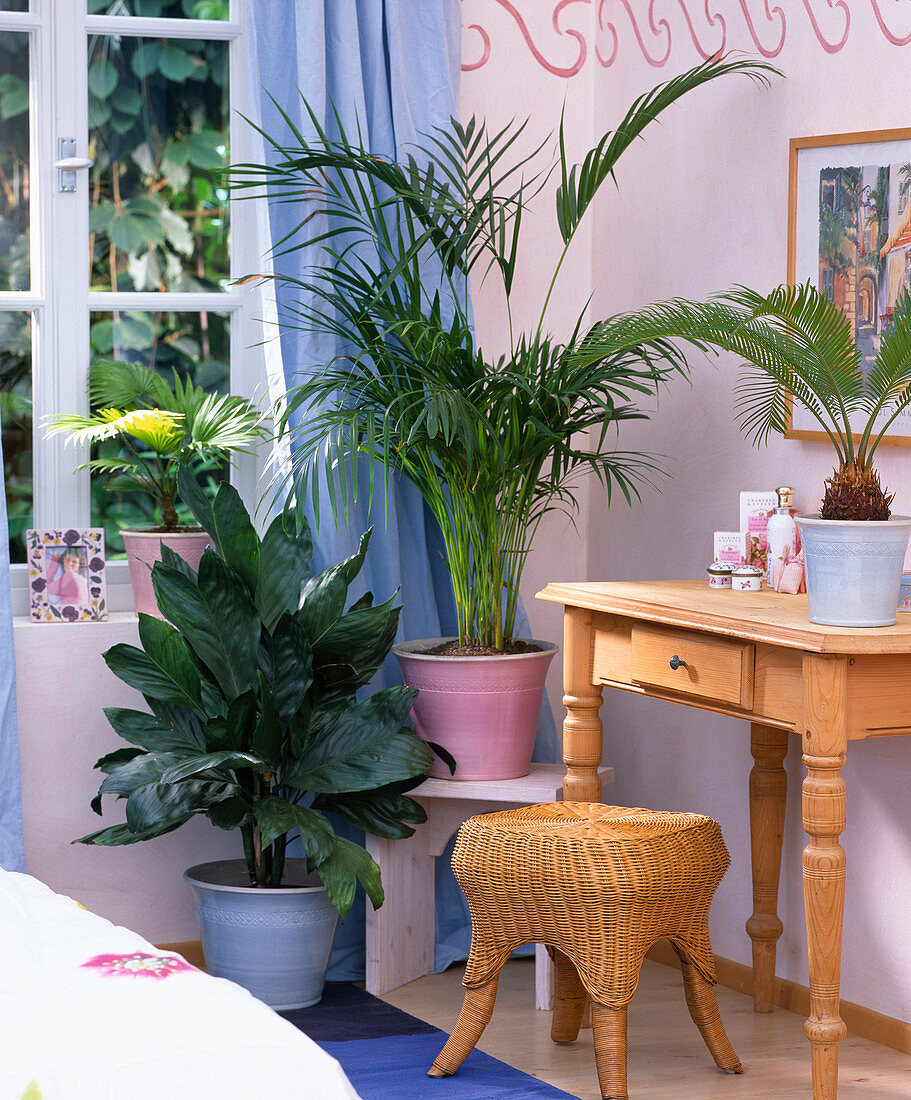 Palm trees in the bedroom, Chamaedorea metallica