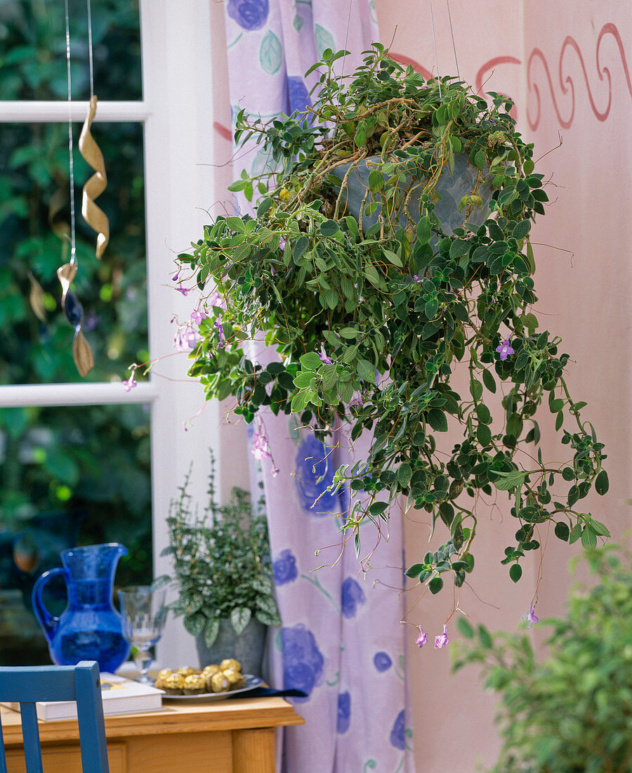 Streptocarpus saxorum (spinach) with naked stems