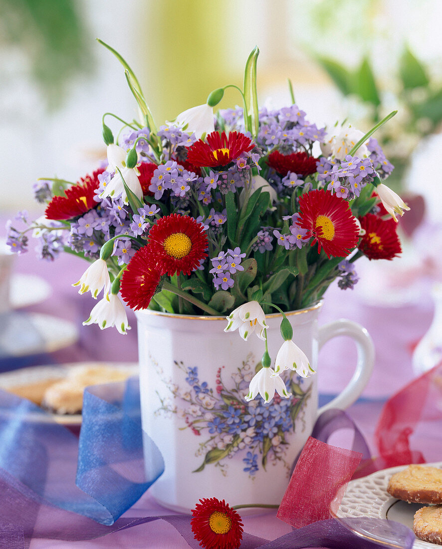 Myosotis (forget-me-not), Bellis 'Tasso red'