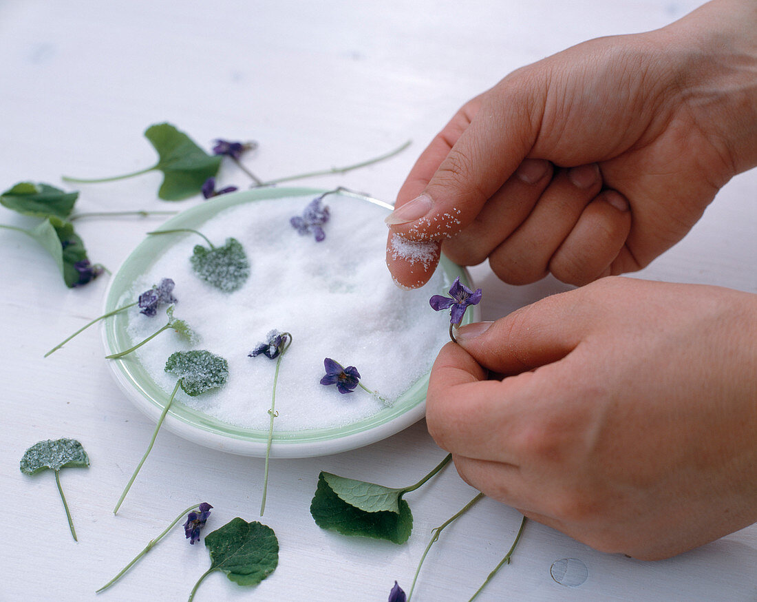 Sweetening scented violets (2/5)