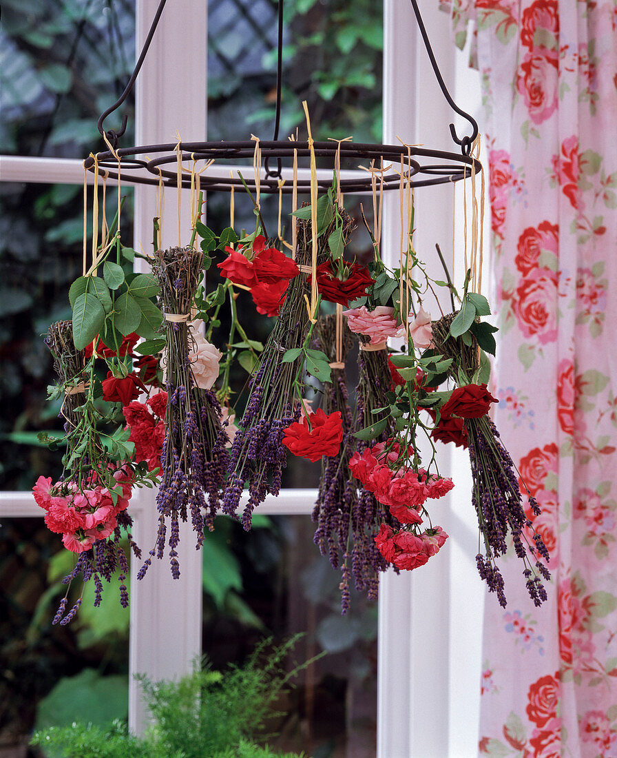 Dry flowers by hanging upside down, lavender flowers