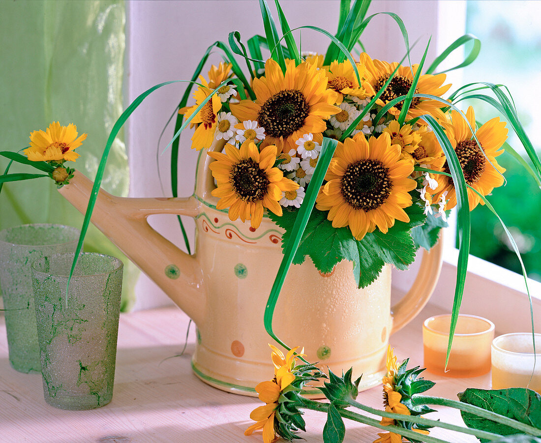 Watering can as vase with Helianthus (sunflower)