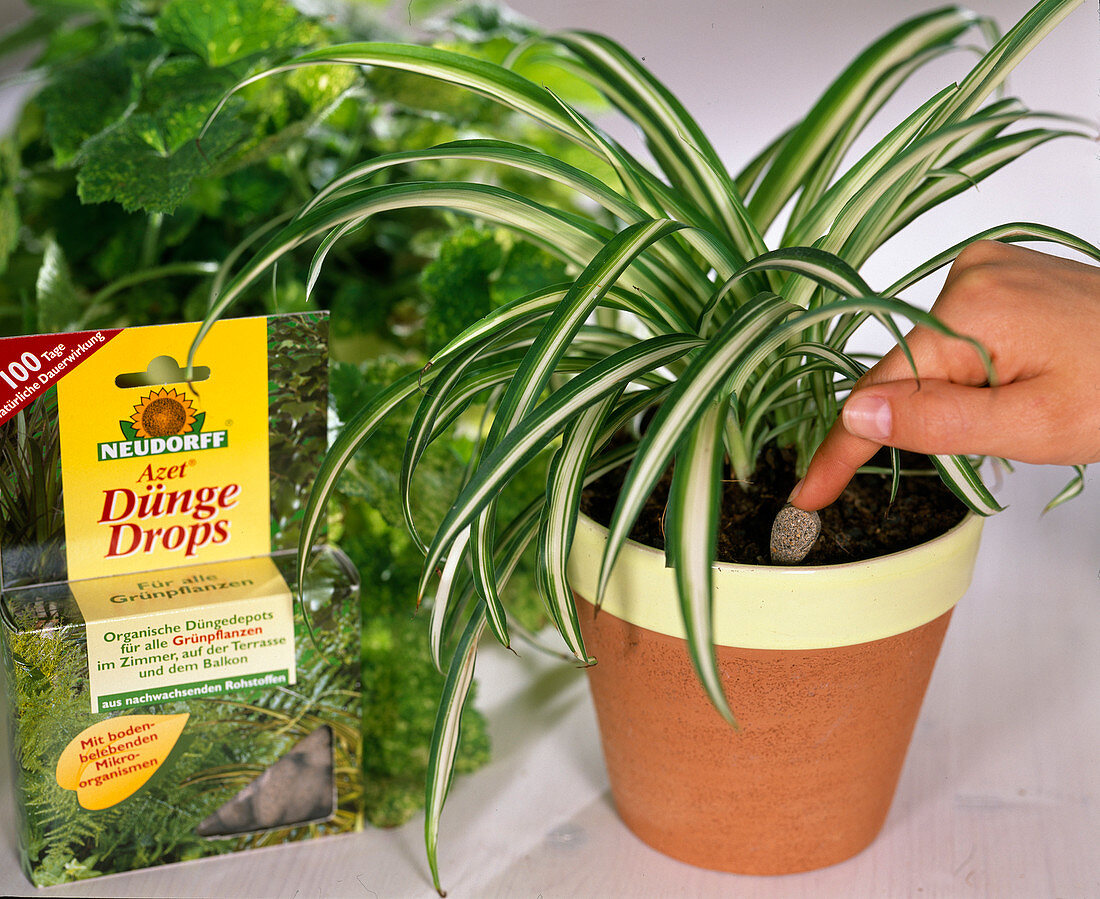 Chlorophytum comosum (fertilise green lily with fertiliser drops)