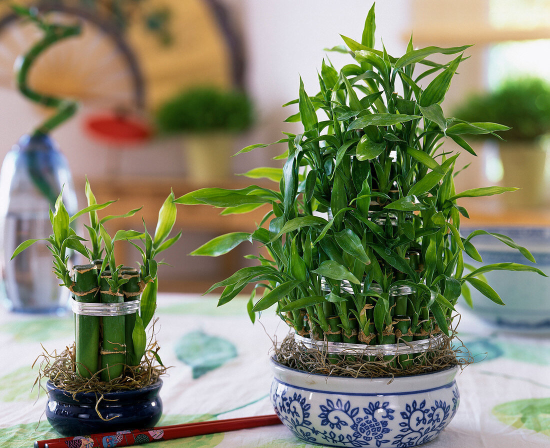 Dracaena (Lucky Bamboo)